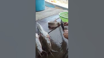 Cá ngát biển mới bắt được bán giá mềm bao ngon