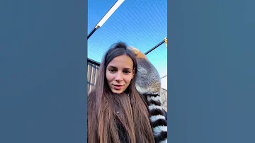 Опрос: когда перемещать лемуров? 🤔