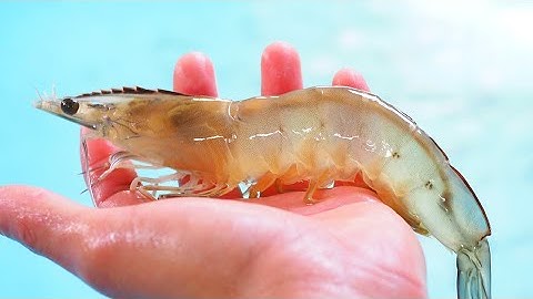 3 Shrimp Rigging Mistakes (And The Correct Way To Rig Them)