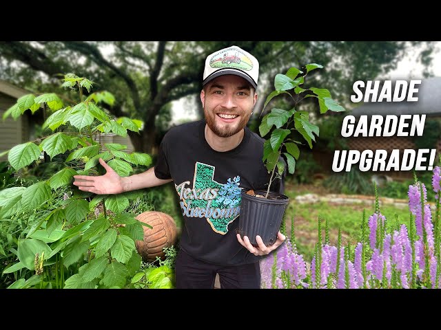 Huge Shade Garden Makeover with Native u0026 Tropical Plants! Zone 9 Houston Texas class=
