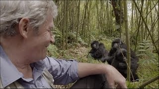 Un Amour De Gorille