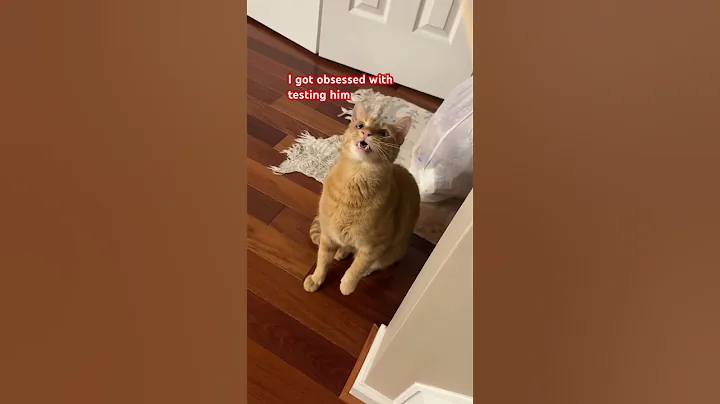 Video 11390941: tabby, funny cat toy reaction, tiger