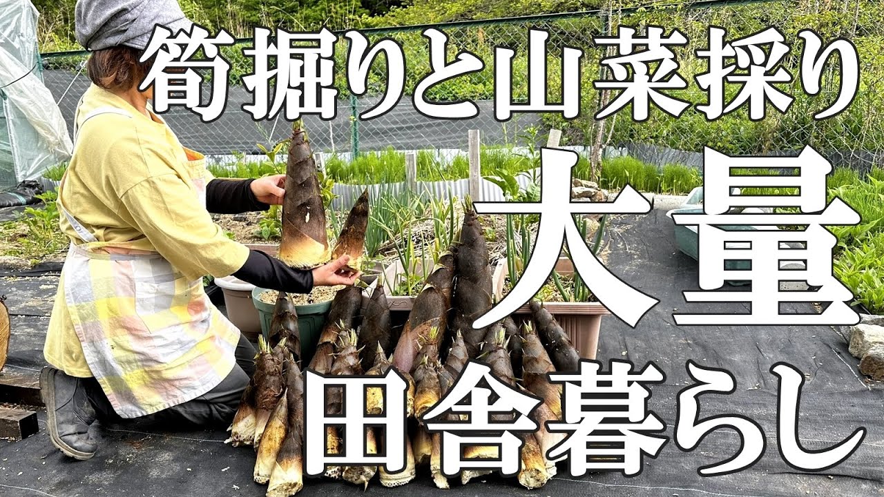 山菜採り】大量収穫！たけのこ、わらび、コゴミ、山うど、ウルイ