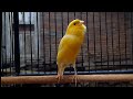 Canary Singing Very Beautiful #Shorts