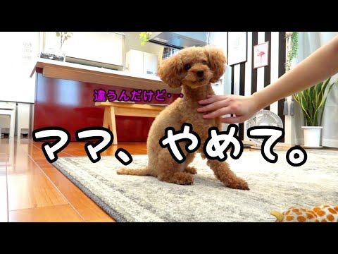要求と違うことをされて、迷惑そうなトイプードルのTaruto