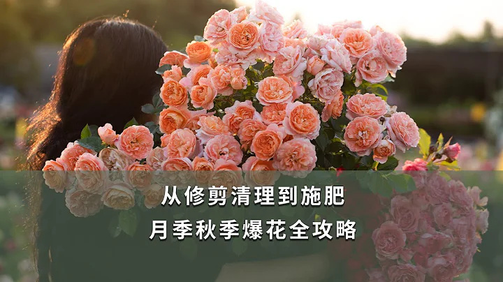 【海妈园艺课堂87】从修剪清理到施肥，月季秋季爆花全攻略|Roses Pruning Ways in Autumn - 天天要闻