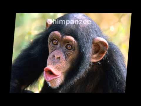 Endangered species of the amazon rainforest - YouTube