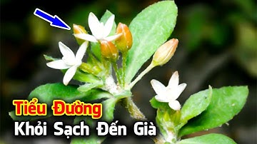 Cây Thuốc Nam Chữa Khỏi Tịt Bệnh Tiểu Đường Không Tốn 1 Xu Tiền Thuốc - Quý Gấp Tỷ Lần Nhân Sâm