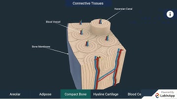 Tissues:  Animal Tissues - Connective Tissue