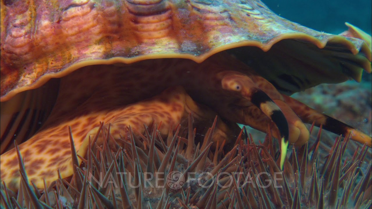 Triton Trumpet Attacks Crown Of Thorns