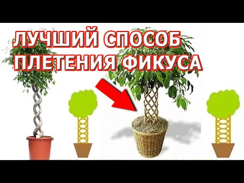 Video: Ficus Benjamin Necə Yayılır