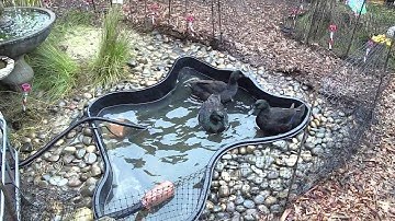 Finished Duckaponics (Video 4 of 4)