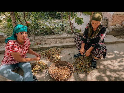Видео: Узбекистан!Деревенская жизнь в горах.  Собираем миндаль ! Один день в ГОРНОМ КИШЛАКЕ ! Andijan