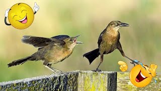 Surprising funny birds compilation video - 2022 latest | funny birds | funniest birds | Birds videos