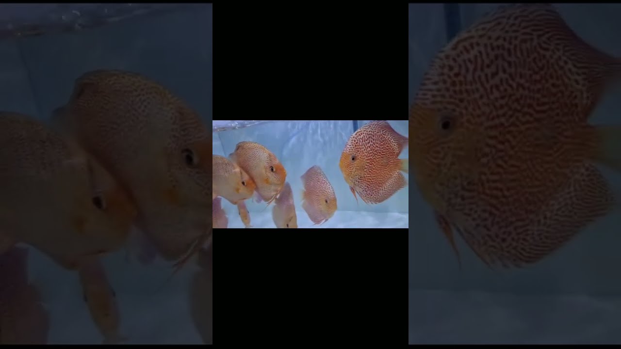 Discus Fish - Best Quality Across India / Discus Fish For Planted Aquarium 21- Call Arjun 9565911333