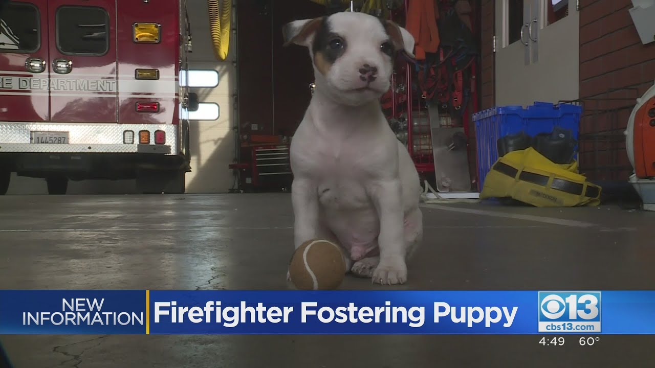 Firefighter Fostering Pit Bull Puppy Rescued From Homeless Fire In