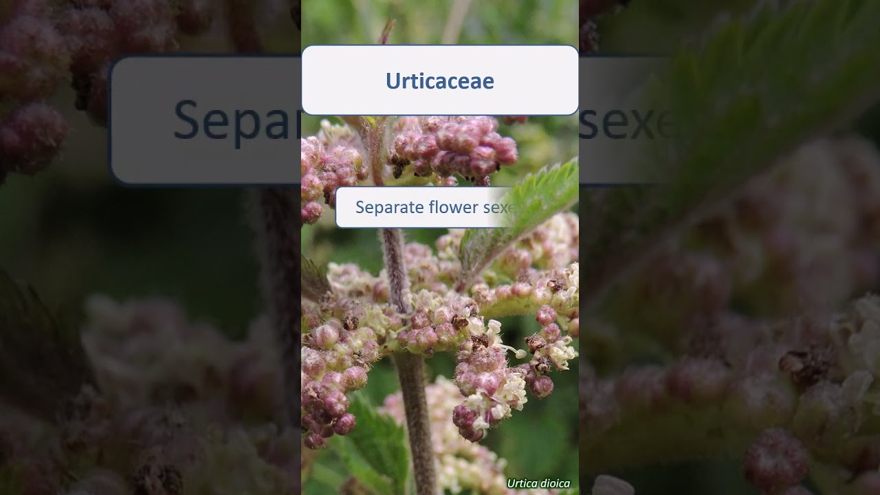 Urticaceae summary - UK wildflowers
