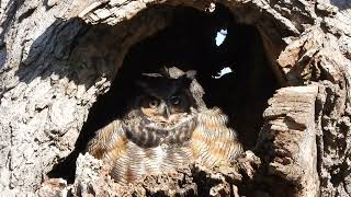 Great Horned Owl & Owlets (2)
