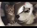 😺 Бесстрашные крошки! 🐈 Подборка смешного видео с котятами для хорошего настроения!