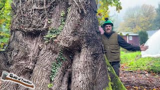 Download Lagu Deze ENORME esdoorn was een ECHT GEVAARLIJKE BOOM!!! - Deel 1 MP3