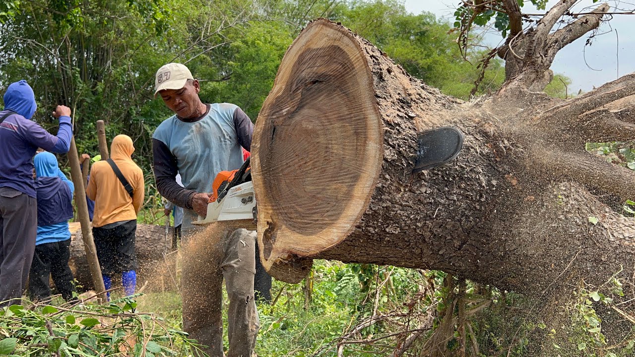 Cut down 2 trembesi trees, husqvarna 395xp & Stihl ms881. - YouTube