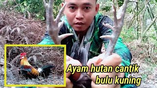 MIKAT AYAM HUTAN || AYAM HUTAN BULU KUNING || PIKAT AYAM HUTAN TERBARU