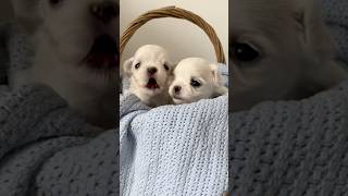 Two Cute PUPPIES CRYING#cutepuppies #puppies #maltese #korean  #short #crying #youtubeshorts #cute