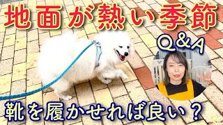 これからの季節　犬用の靴　履かせた方が良いですか？【№188】