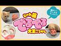 コロコロ転がしてフードをGETする知育トイ!【じゃれ猫 でるでる大玉ころがし】