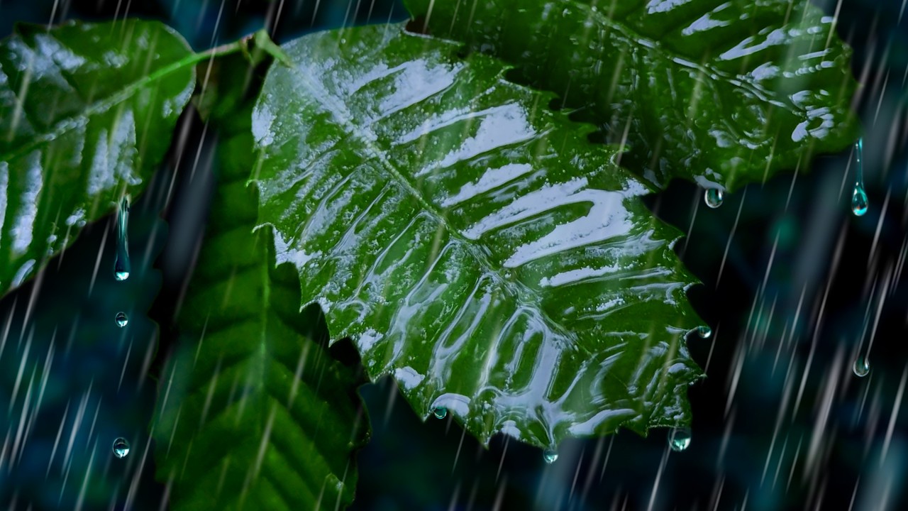 Sleep Better with Rain on Leaves! | Rain Sounds for Sleeping Sleep Better with Rain on Leaves! | Rain Sounds for Sleeping
