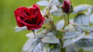 Rosen Winterfest Machen Newwonder555 Youtube