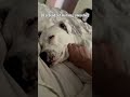 Morning Smooshies 🐾 Dog Face Squish Will Make Your Day #shorts