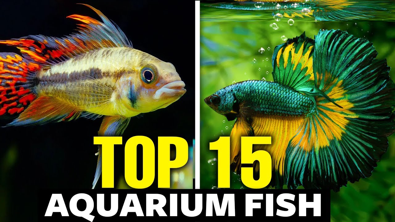 The 15 BEST Planted Aquarium Fish 