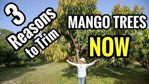 3 Reasons to Trim Mango Trees NOW!