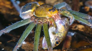 This Spider catches Fish and Frogs without a web! Dolomedes - Poisonous aquatic hunters!