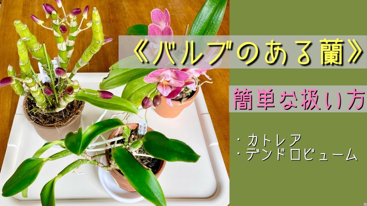 2024年3月10日 《バルブのある蘭》初心者さん向け（簡単に説明