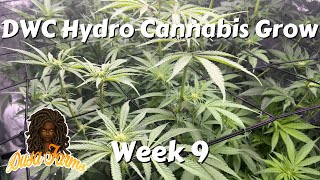 DWC Hydro Cannabis Grow - Week 9