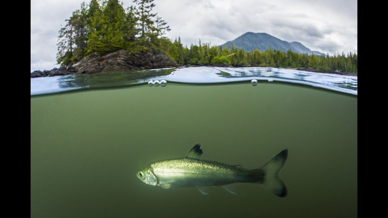 Salmon Climate Change What You Can Do About It YouTube