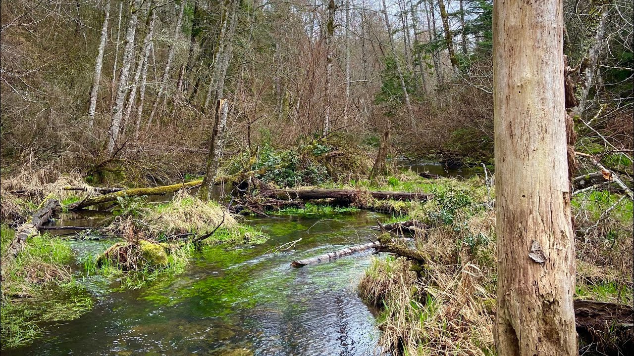 Exploring a flooded meadow, hidden from all