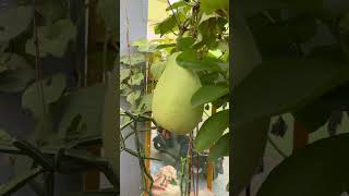 Fresh grown Bottle Guard