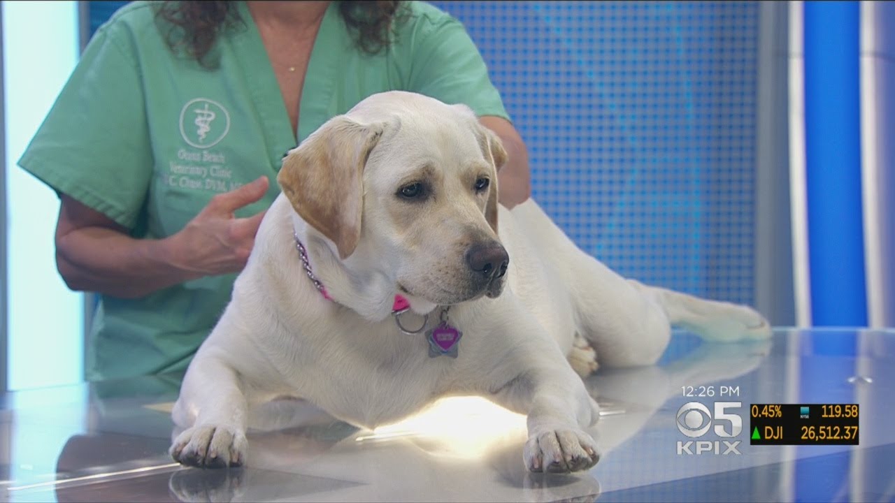 PET EXPERT Dr. Jill Chase Answers Questions About A Dog Licking His