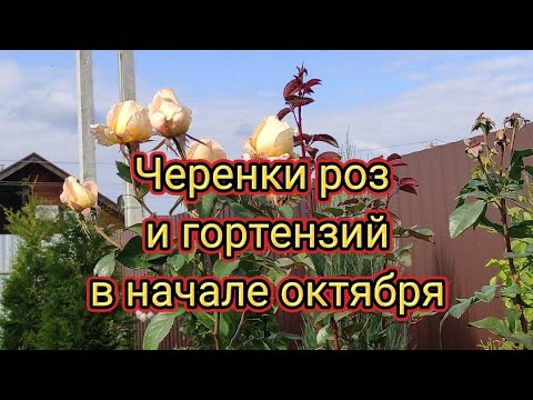 Черенки роз и гортензий в октябре. Сорта.