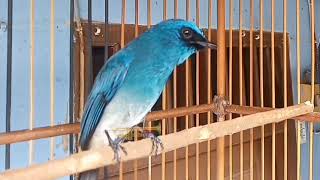 Sekali Putar saja SELENDANG BIRU ikut gacor Ngeplong