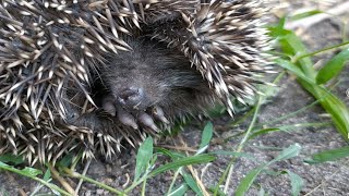 картинка: НАШЛИ МАЛЕНЬКИХ ЕЖАТ. Придётся теперь кормить.