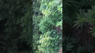 Gorilla grow 2020