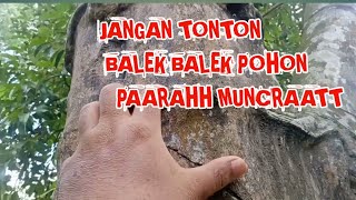 Jangan Tonton Balek Balek Pohon Paarahh Muncraatt