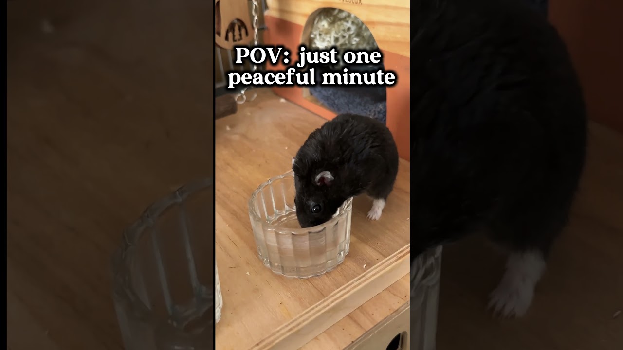 POV: just one peaceful minute 