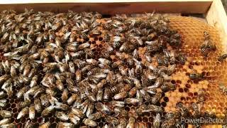 Установка ловушек для пчёл