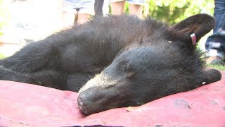 Bear seen roaming NJ neighborhoods captured