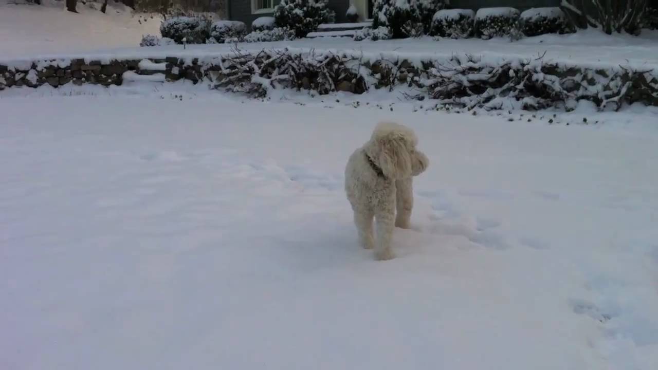 Snowdog YouTube